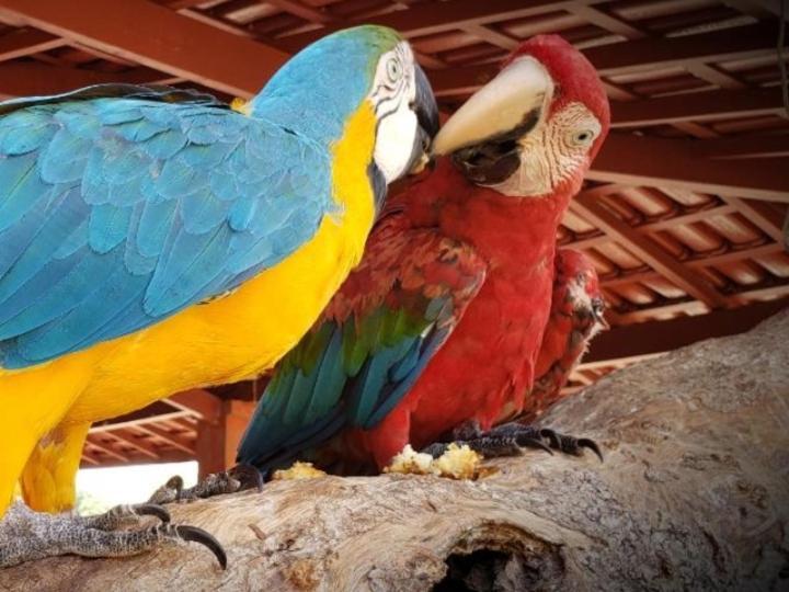 Pousada Recanto Dos Passaros Balsas 外观 照片