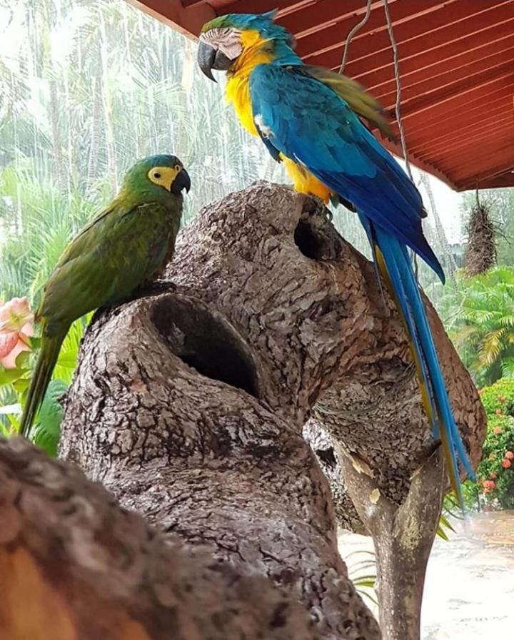 Pousada Recanto Dos Passaros Balsas 外观 照片